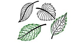 Drawing of Leaf by Ariaria