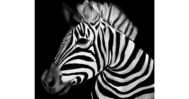 Drawing of Zebra by Lou