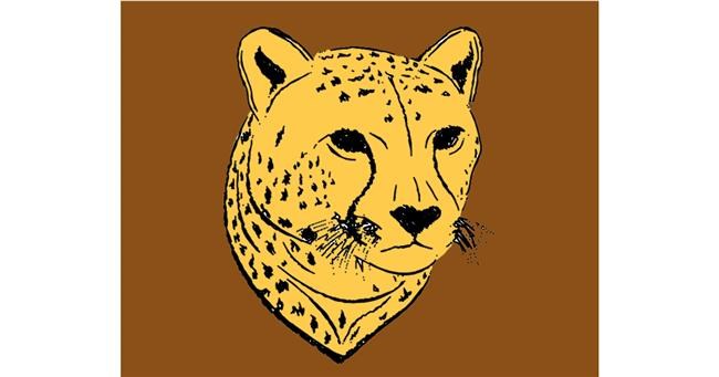 Gepard - autor: Mostafa