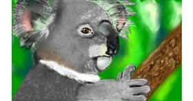 Koala - autor: Tim