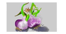 Drawing of Garlic by DebbyLee