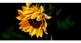 Drawing of Sunflower by Chaching