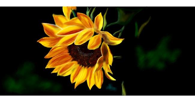 Suncokret - autor: Chaching