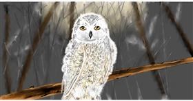 Drawing of Owl by Eclat de Lune