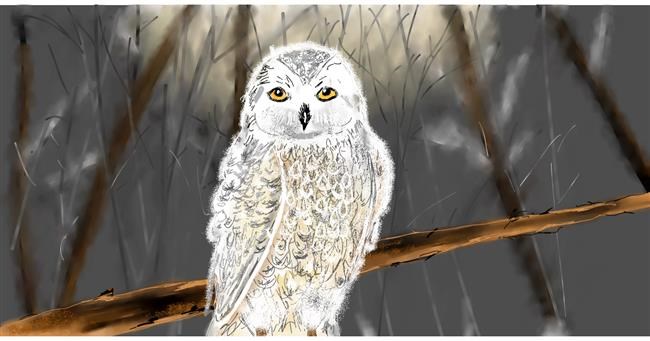 Drawing of Owl by Eclat de Lune