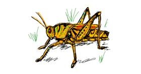 Drawing of Grasshopper by Iris