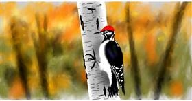 Drawing of Woodpecker by Eclat de Lune