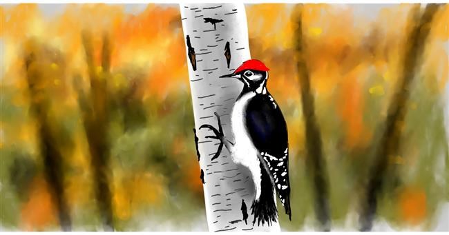 Drawing of Woodpecker by Eclat de Lune