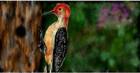 Drawing of Woodpecker by Eclat de Lune