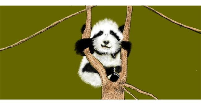 Panda - autor: Chaching