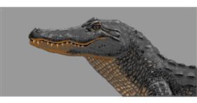 Aligator - autor: Kaddy
