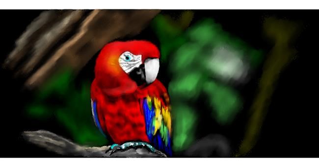 Drawing of Parrot by Chaching