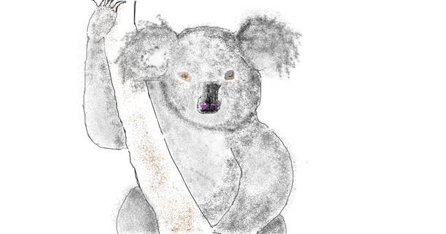 Koala - autor: dédé