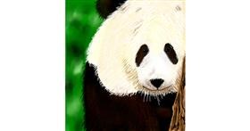 Panda - autor: Joze