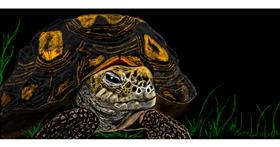 Drawing of Tortoise by Chaching