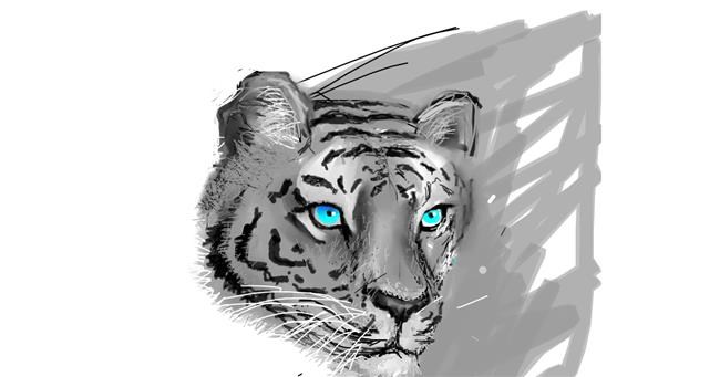 Tigar - autor: Andrea