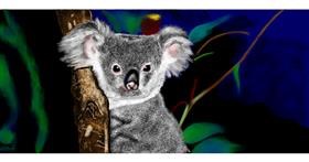 Drawing of Koala by Chaching