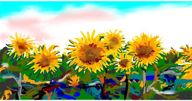 Drawing of Sunflower by Swimmer 