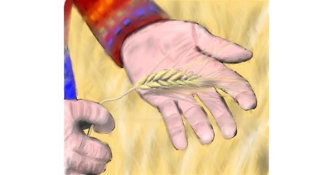 Drawing of Wheat by Wizard