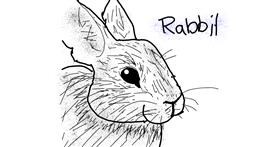 Drawing of Rabbit by Panda