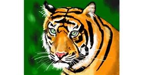 Drawing of Tiger by Cec