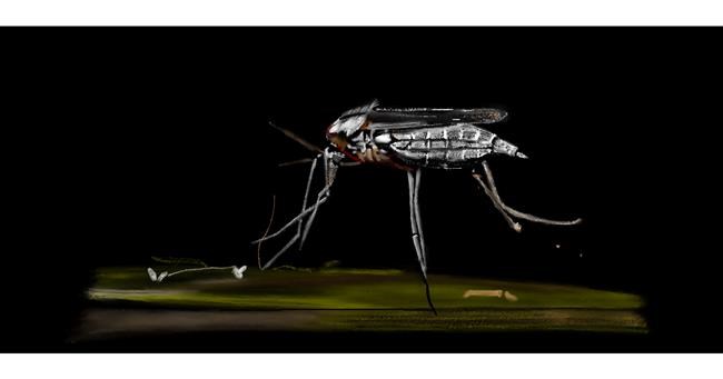 Drawing of Mosquito by Chaching