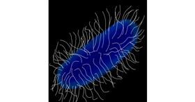 Drawing of Bacteria by MissPrincessKayKay