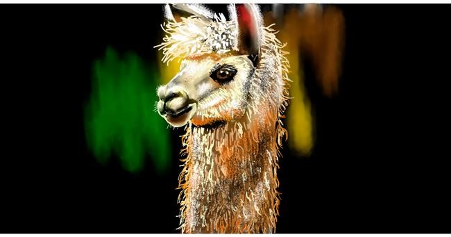Drawing of Llama by Eclat de Lune