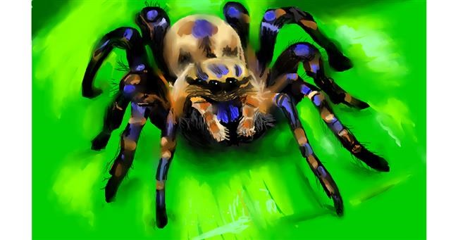 Drawing of Spider by Edgar