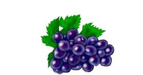 Drawing of Grapes by Humo de copal