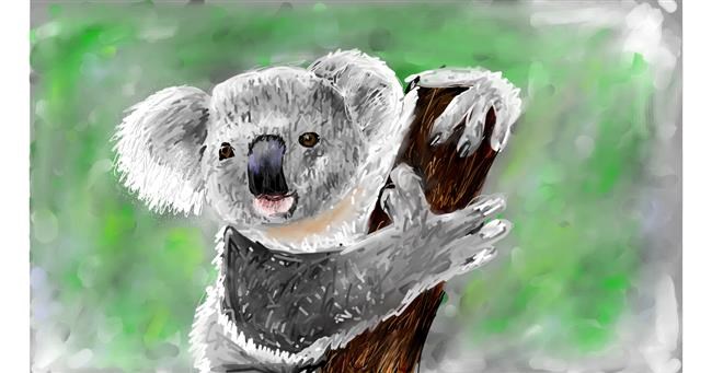 Drawing of Koala by Mia