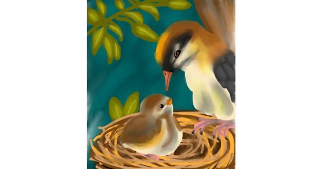 Drawing of Nest by Kate