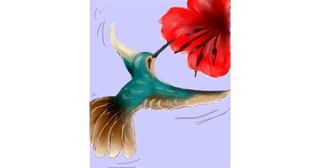 Drawing of Hummingbird by Cheeky