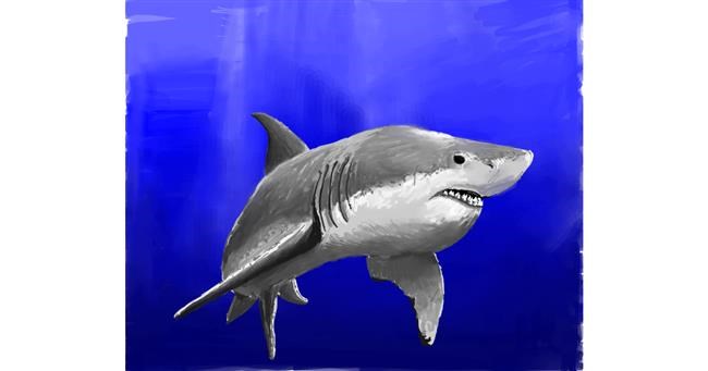 Drawing of Shark by JCat