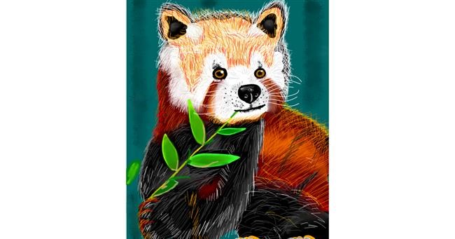 Crvena panda - autor: ヴィクトル