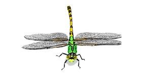 Drawing of Dragonfly by Lucio