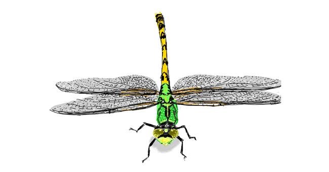 Drawing of Dragonfly by Lucio