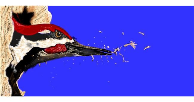 Drawing of Woodpecker by Chaching