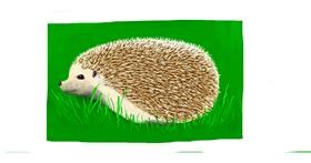 Drawing of Hedgehog by Pinky