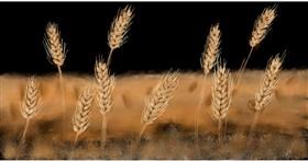 Drawing of Wheat by Eclat de Lune