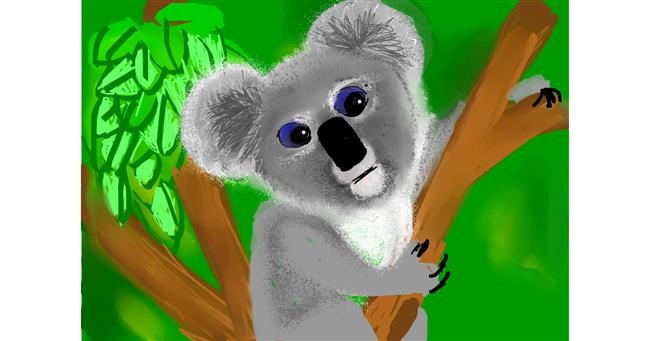 Koala - autor: Bri