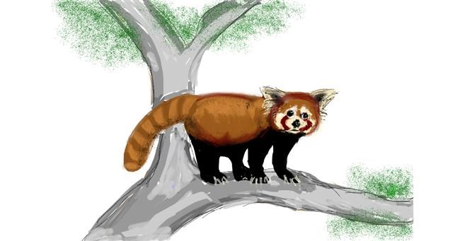 Crvena panda - autor: Rhonda
