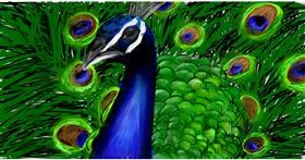 Drawing of Peacock by Mia