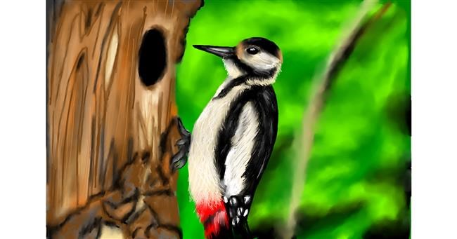 Drawing of Woodpecker by RadiouChka🍉