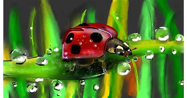 Drawing of Ladybug by Mandy Boggs