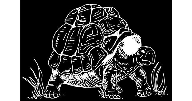 Schildkröte-Zeichnung von MargeryBee 