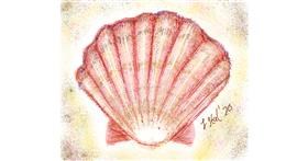 Drawing of Seashell by Iris