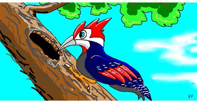 Drawing of Woodpecker by Swimmer 