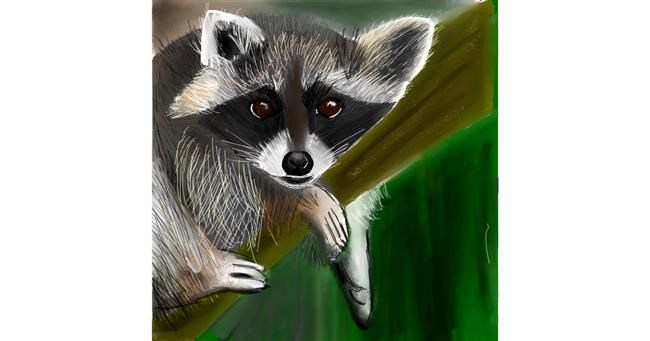 Drawing of Raccoon by Lou