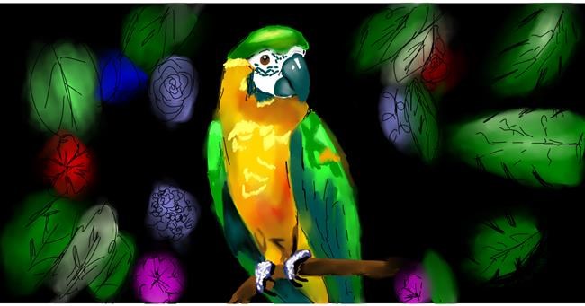 Drawing of Parrot by Niesha